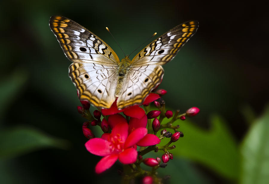Pretty Little Butterfly  Photograph by Saija Lehtonen