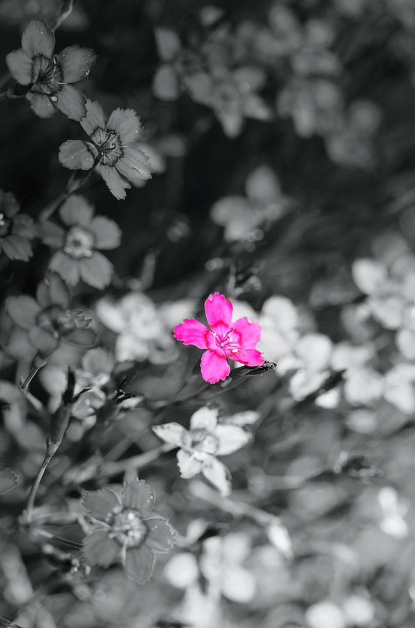 Pretty little pink flower Photograph by Teri Schuster
