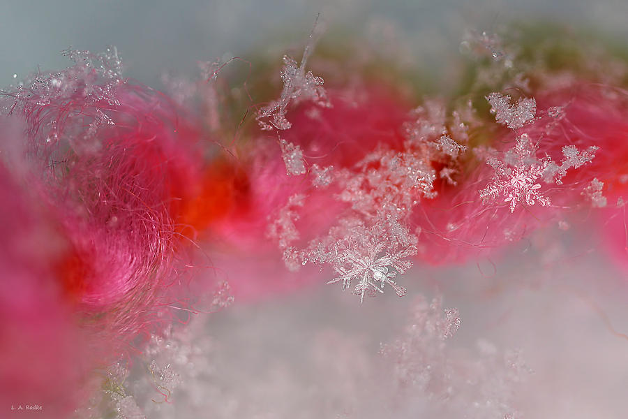 Pretty Little Snowflakes Photograph by Lauren Radke
