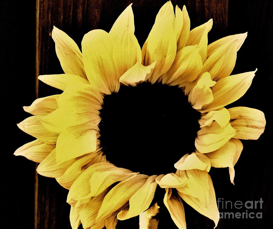 Pretty Macro Sunflower Photograph by Marsha Heiken