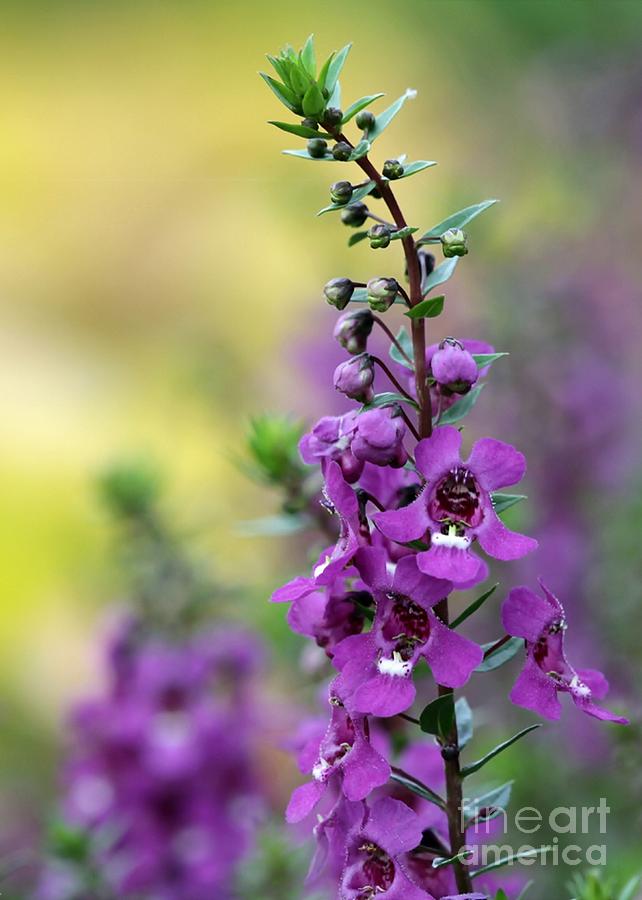 Pretty Magenta Flowers Photograph by Sabrina L Ryan Pretty Magenta Flowers Photograph by Sabrina L Ryan