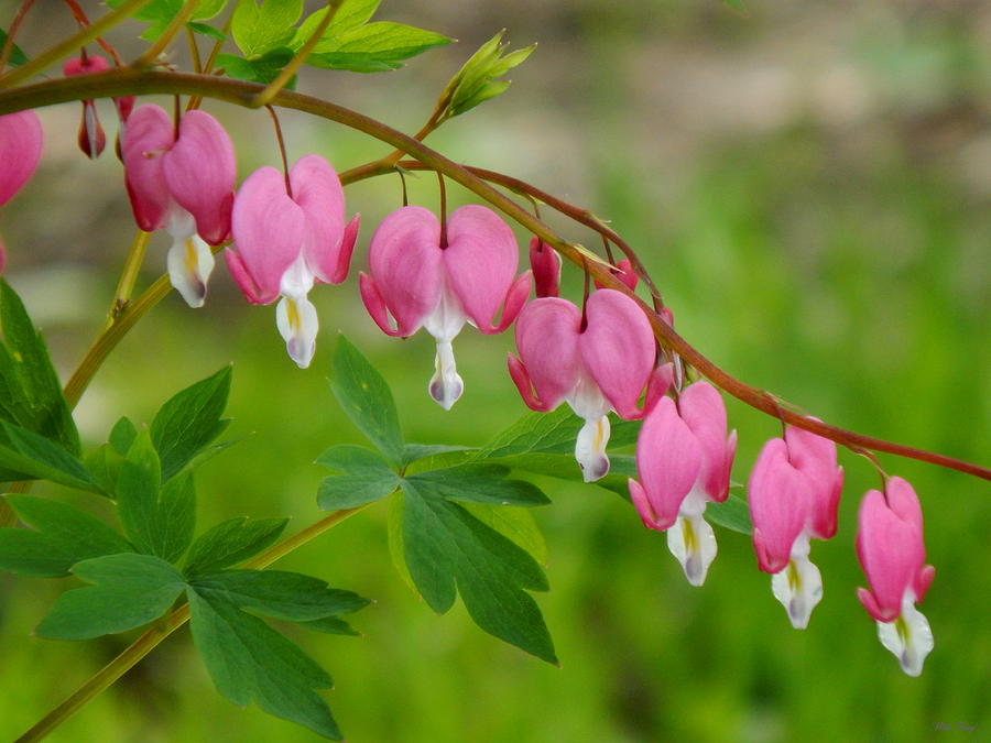 Pretty Maids Photograph by Wild Thing Fine Art America
