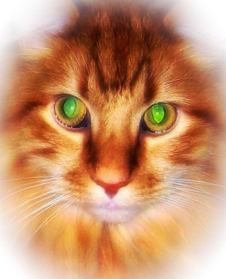 Cat Photograph - Red Maine Coon Cat Portrait by Femina Photo Art By Maggie