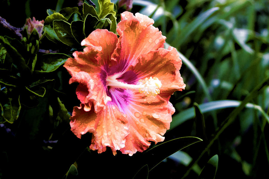 Pretty Orange Hibiscus Digital Art by Photographic Art by Russel Ray Photos