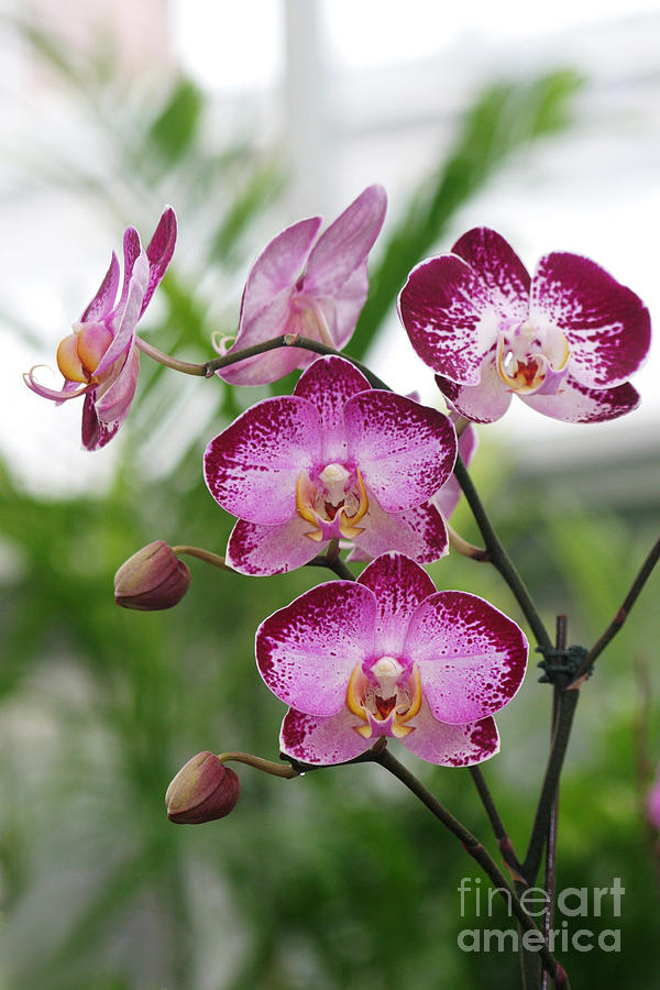Orchids Photograph - Pretty Orchid Grouping by Living Color Photography Lorraine Lynch