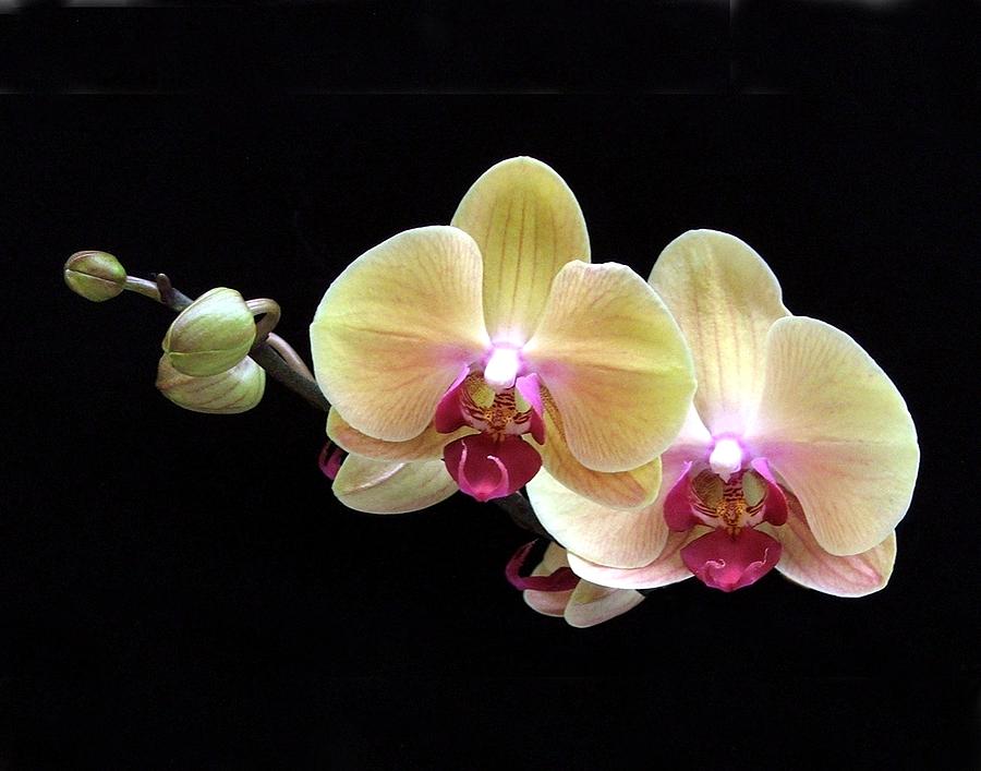 Pretty Orchids Photograph by Patricia Quandel