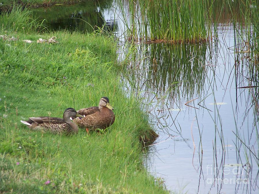 Mated Pair of Ducks Photograph by Eunice Miller