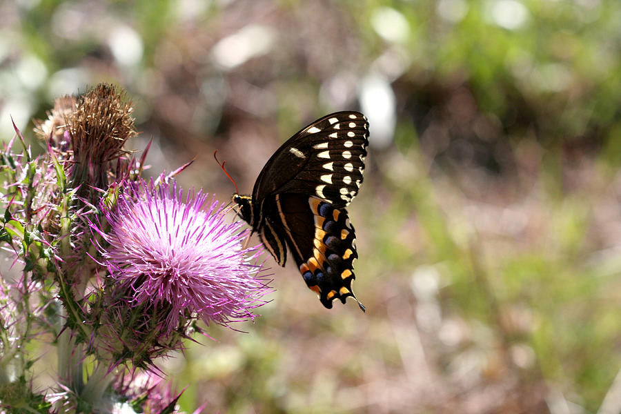 Butterfly Photograph - Pretty Palamedes on a Purple Thistle by April Wietrecki Green
