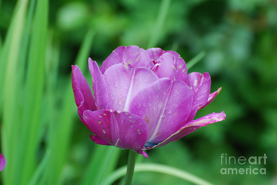 Pretty Pale Purple Tulip in Bloom Photograph by DejaVu Designs