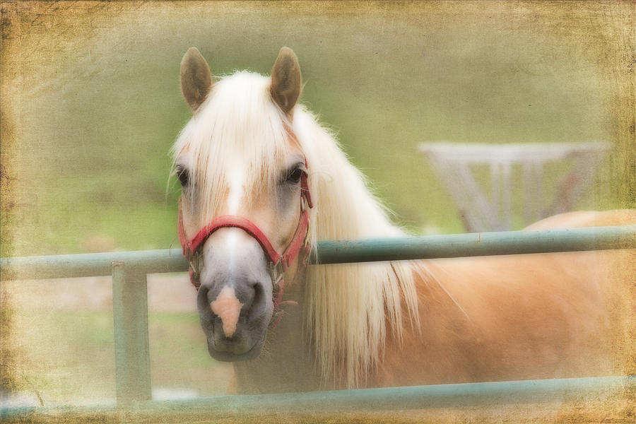 Pretty Palomino Horse Photography Photograph