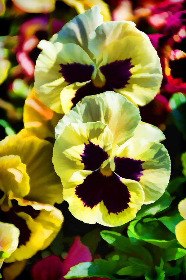 Pretty Pansies Photograph by Jeanne May