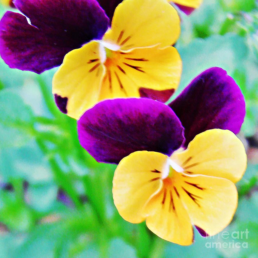 Flower Photograph - Pretty Pansies by Sarah Loft