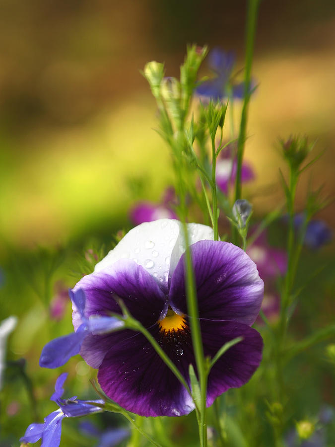Pretty Pansy And Lobelias Photograph by Dorothy Lee