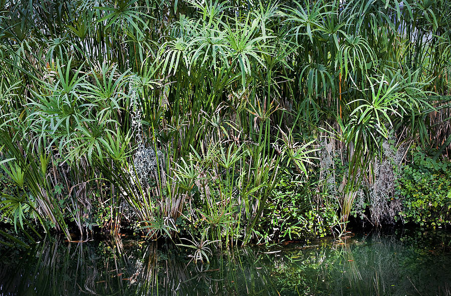 Pretty Papyrus on Pond 2 Photograph by Rich Franco