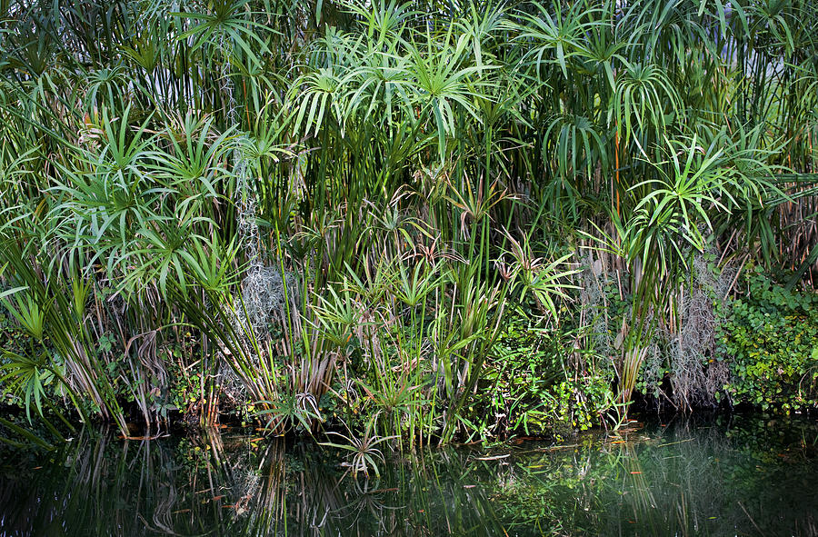 Pretty Papyrus on the Pond Photograph by Rich Franco