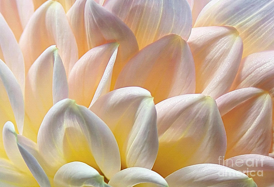 Pretty Pastel Petal Patterns Photograph by Kaye Menner