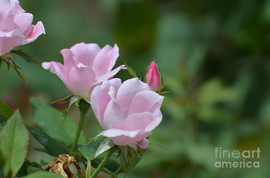 Rose Photograph - Pretty Pastel Pink Rose by DejaVu Designs