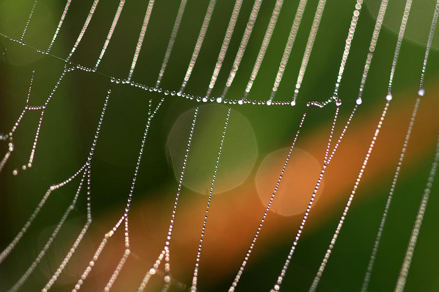Webs Photograph - Pretty Patterned Webs by Carolyn Fletcher