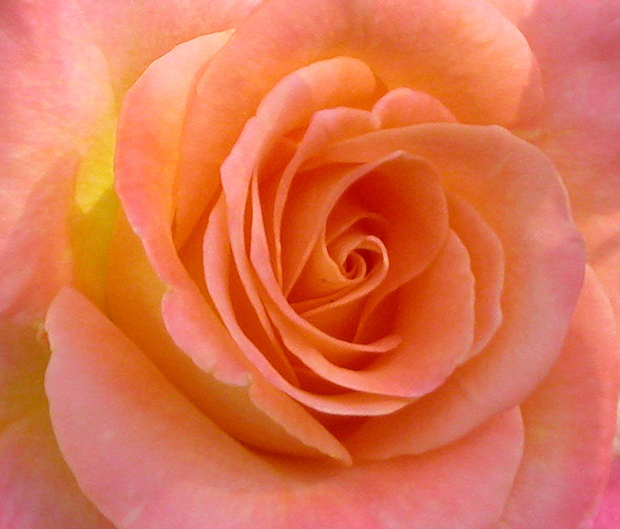 Pretty Peach Rose Photograph by Anne Cameron Cutri
