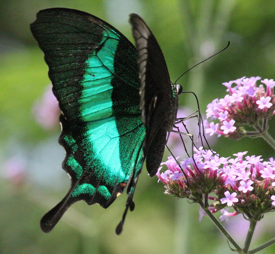 Butterfly Photograph - Pretty Peacock Butterfly by Rosanne Jordan