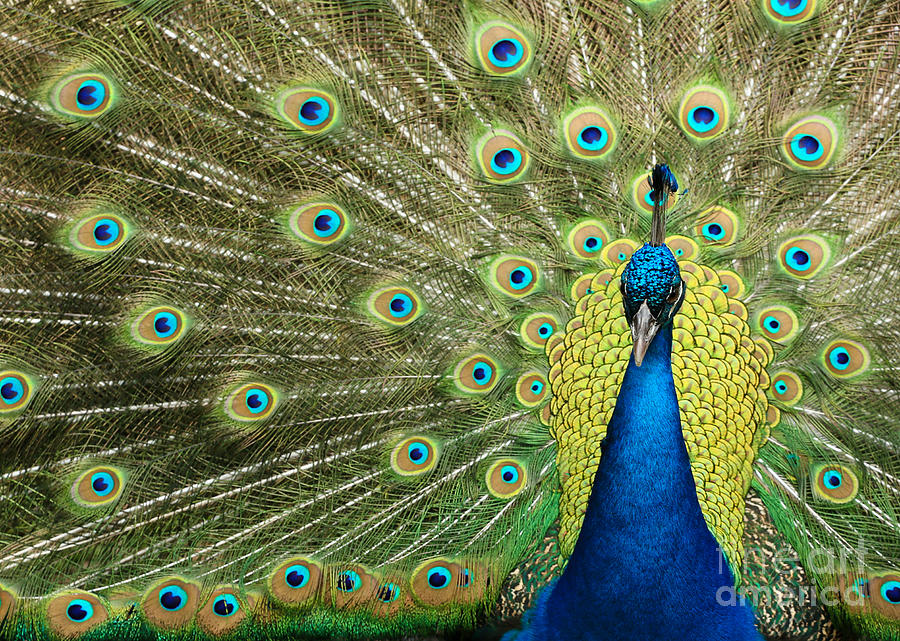 Bird Photograph - Pretty Peacock by Sabrina L Ryan