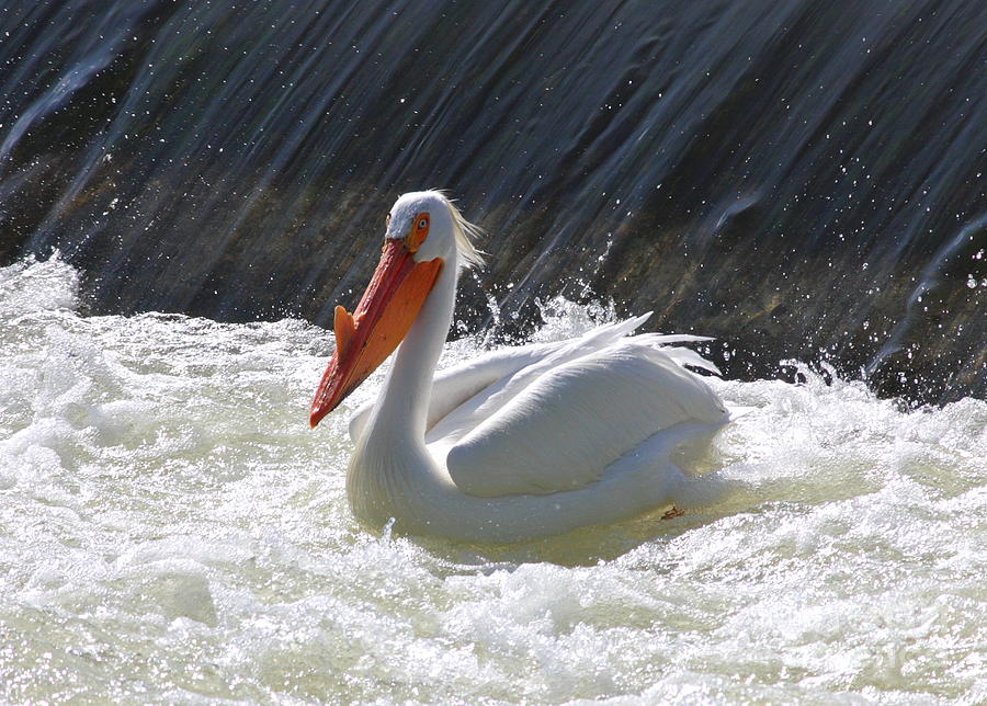 Pretty Pelican Photograph by Carol Groenen