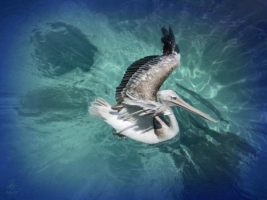 Pretty Pelican Photograph by Pennie McCracken