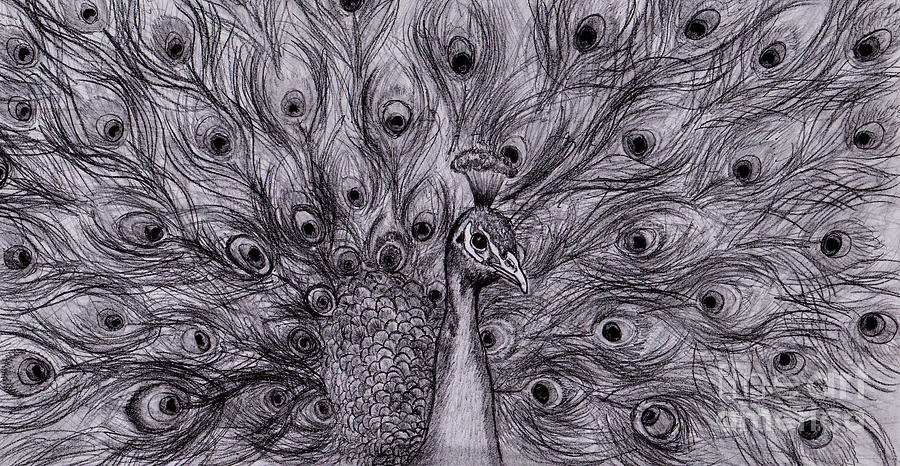 Peacock pen and watercolor : r/drawing