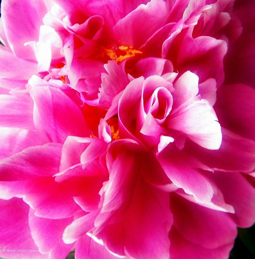 Pretty Peonie Photograph by Michelle Frizzell-Thompson