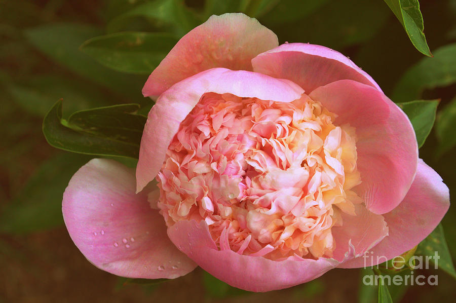 Spring Photograph - Pretty Peony by Anjanette Douglas