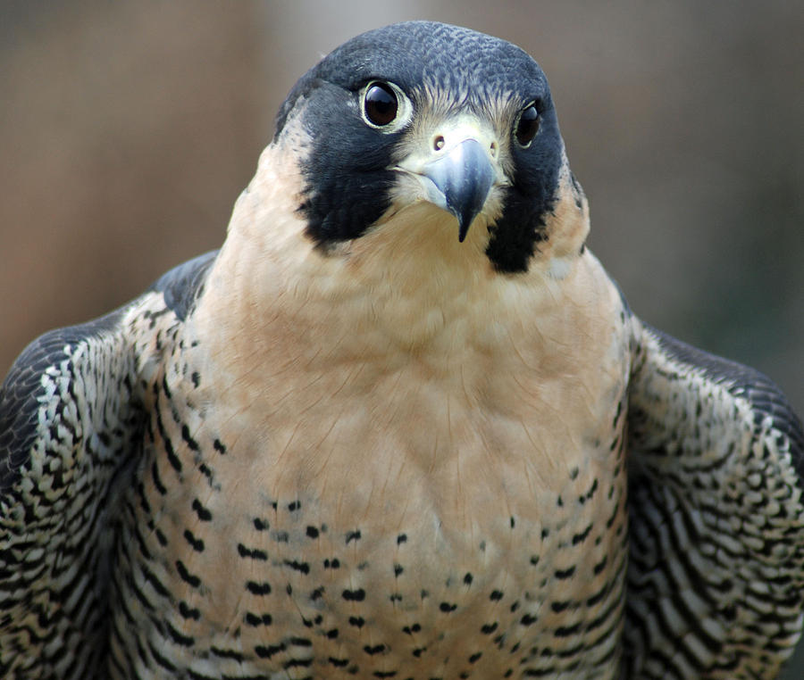Pretty Peregrine Photograph by Richard Bryce and Family