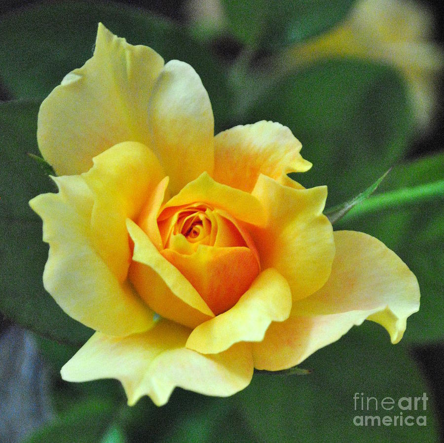 Rose Photograph - Pretty Petals by Charlotte Stevenson