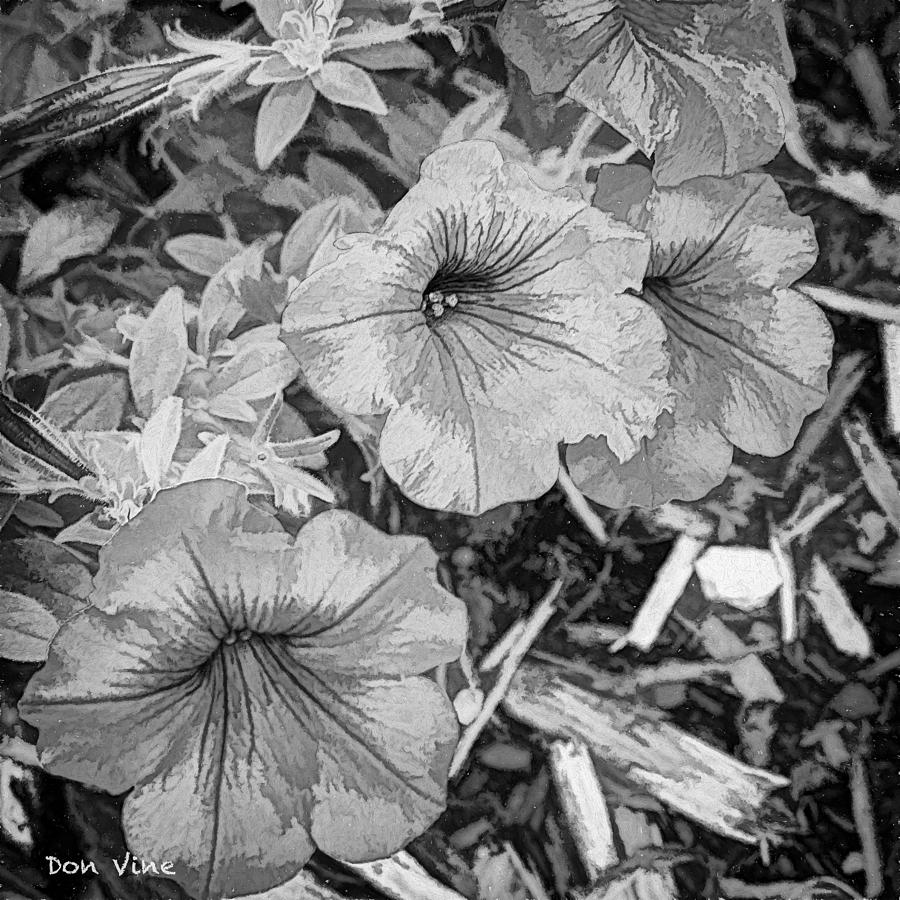 Pretty Petunias  bw Photograph by Don Vine