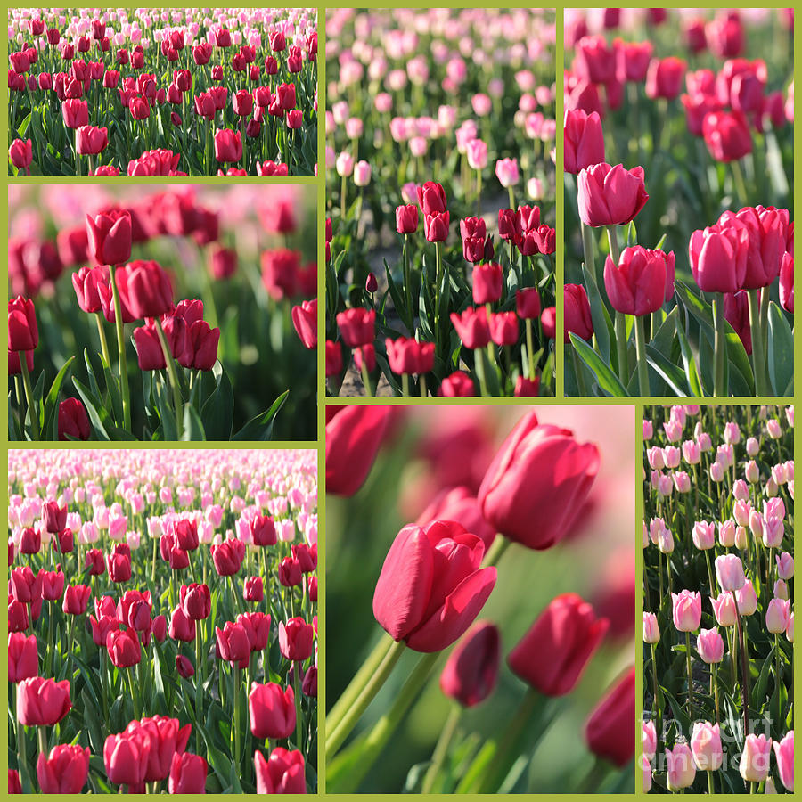 Pretty Pink and Green Tulips Collage Photograph by Carol Groenen