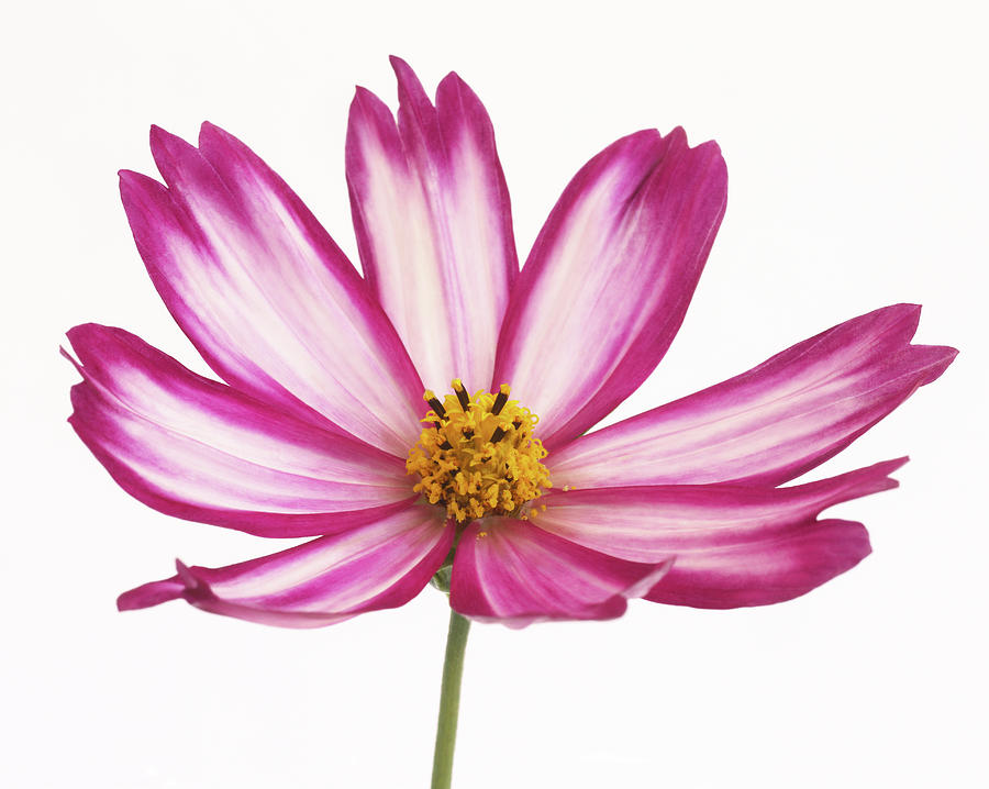 Pretty Pink And White Cosmos Flower Photograph by Rosemary Calvert