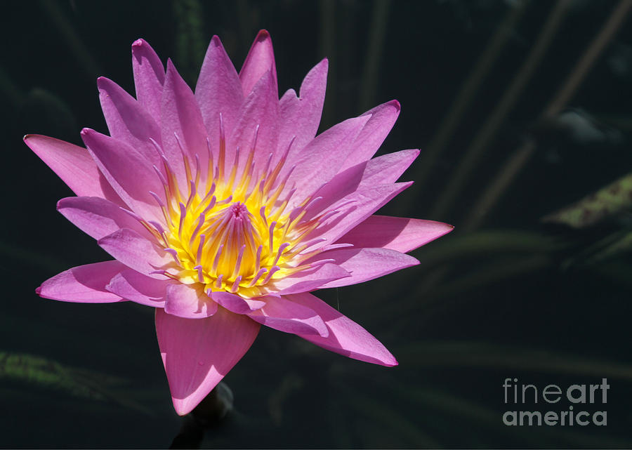 Claude Monet Photograph - Pretty Pink and Yellow Water Lily by Sabrina L Ryan