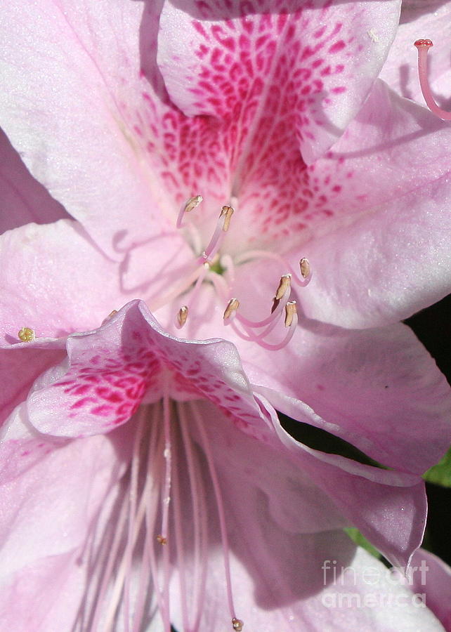 Pretty Pink Azalea Closeup Photograph by Carol Groenen