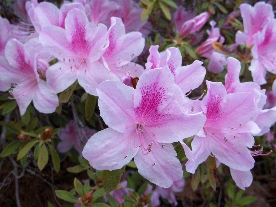 Pretty Pink Azaleas Photograph by Chris Oldacre