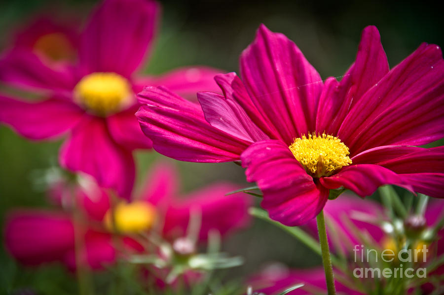 Pretty Pink Cosmos Photograph by Cheryl Baxter
