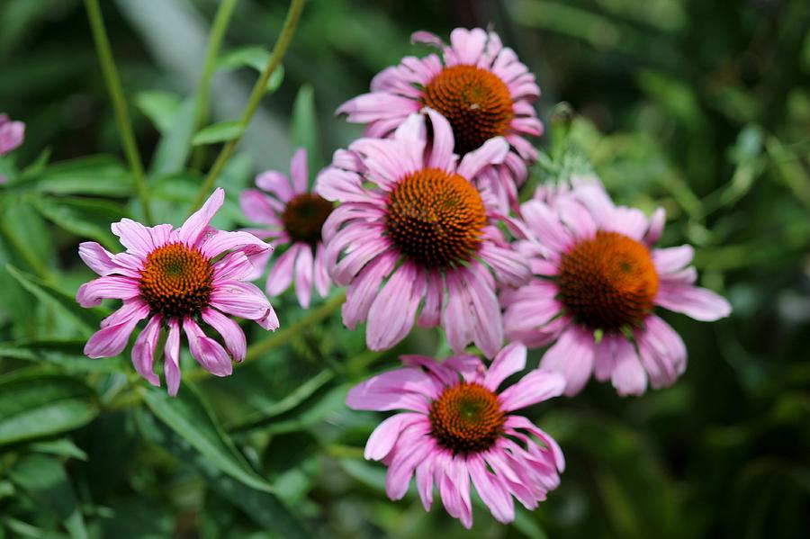 Pretty Pink Daisies Photograph