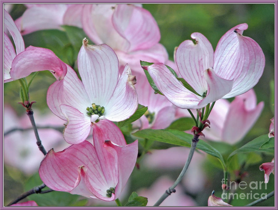 Pretty Pink Dogwood Photograph by Chris Anderson