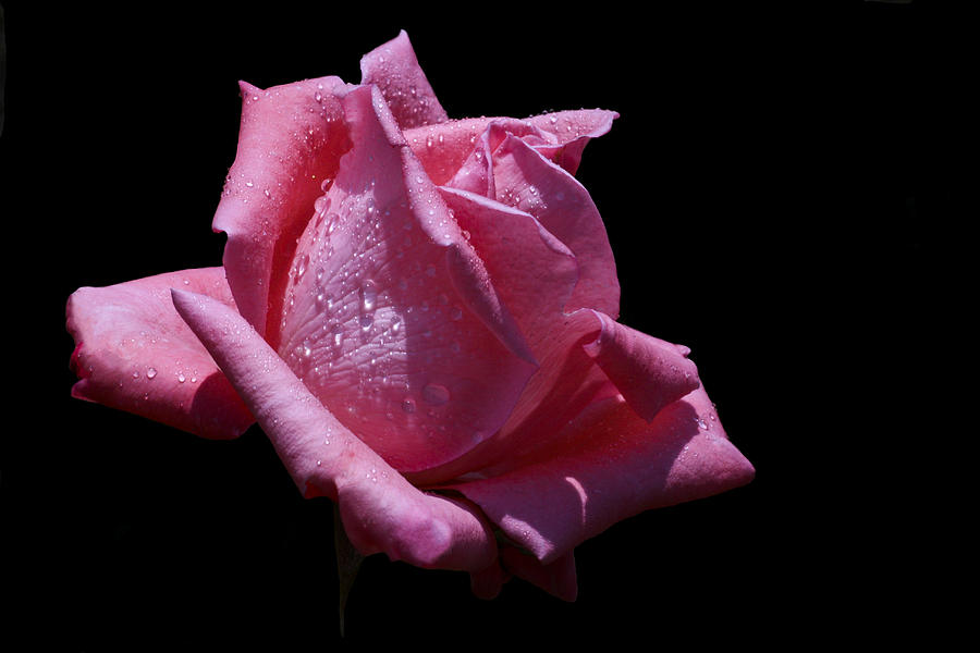 Rose Photograph - Pretty Pink by Doug Norkum