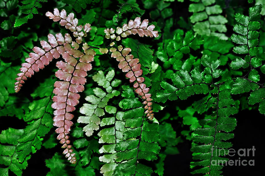 Nature Photograph - Pretty Pink Fern Frond by Kaye Menner