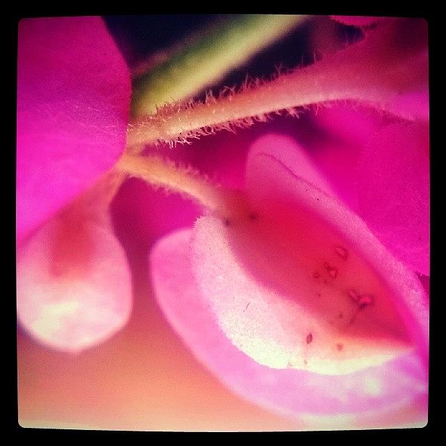 Flora Photograph - Pretty Pink #flora #macro4smartphones by Sanz Lashley