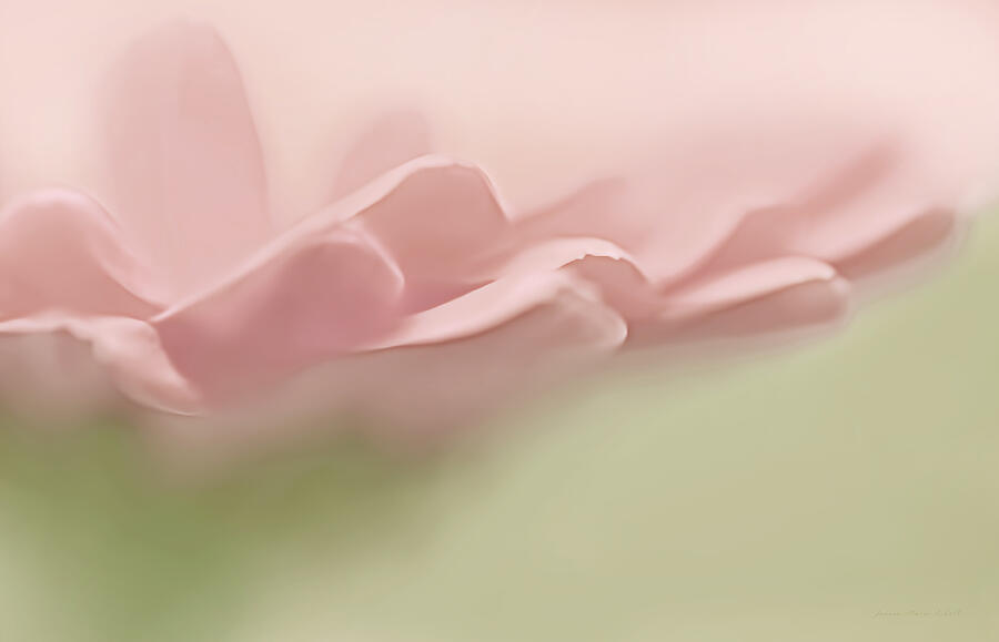 Pretty Pink Flower Petals Abstract Photograph by Jennie Marie Schell