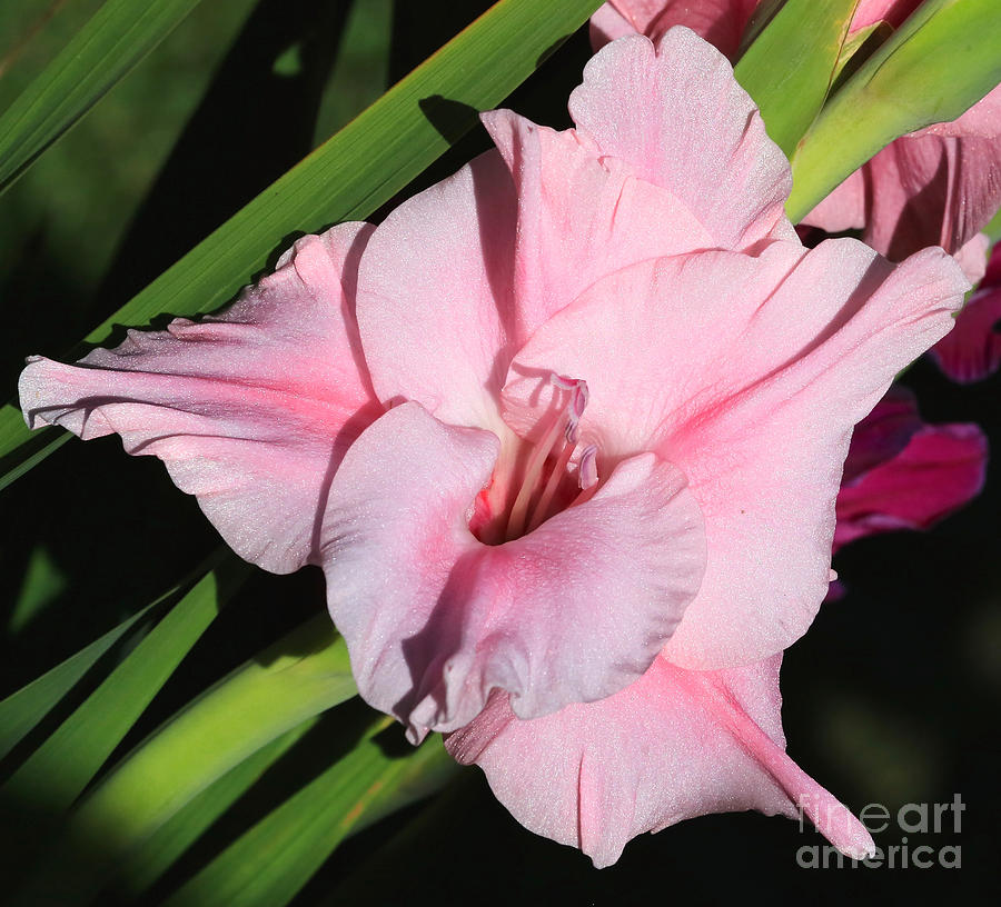 Pretty Pink Gladiolus Photograph by Carol Groenen