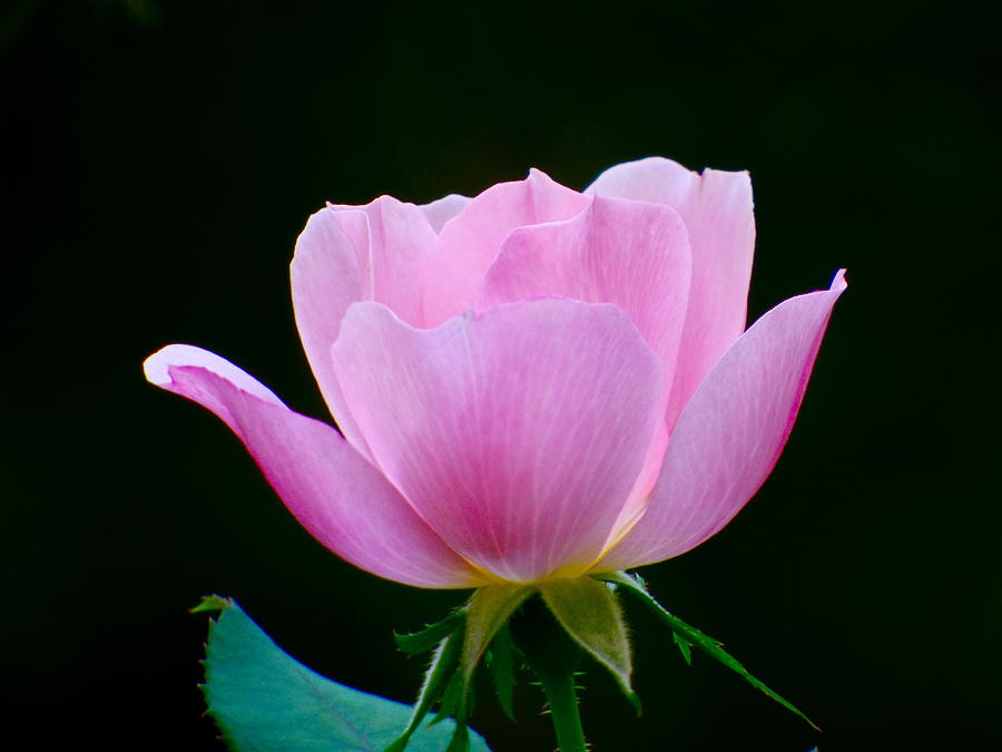 Pretty Pink Photograph by Jean Wright