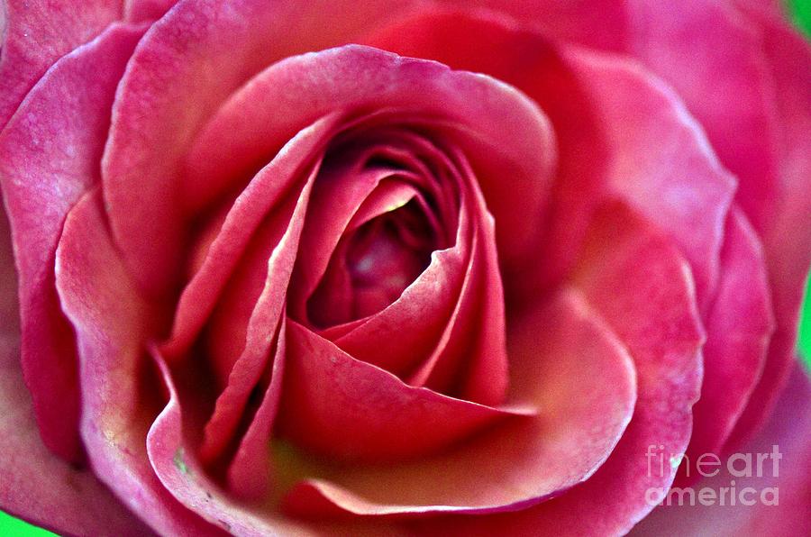 Rose Photograph - Pretty Pink Muted by Judy Wolinsky