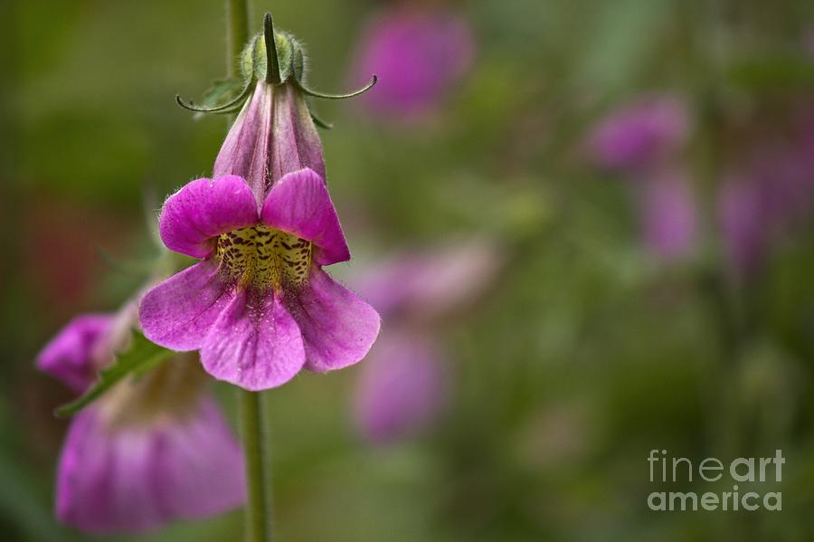 Pretty Pink Penstemon Photograph by Peggy Hughes