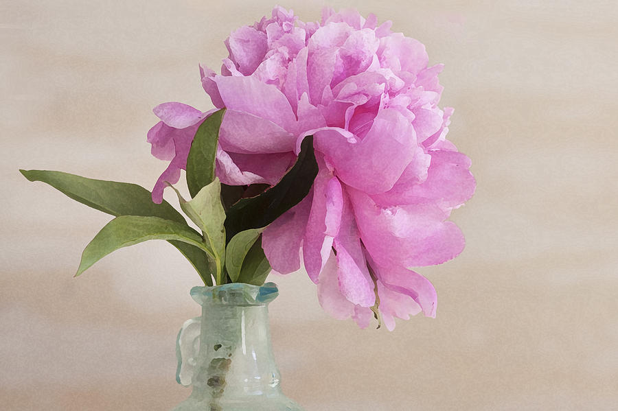 Pretty Pink Peony Photograph by Rich Franco